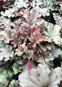 Heuchera 'Stormy Seas'